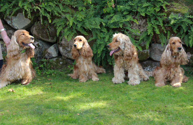 Simon, Emma, Arvid och Samira