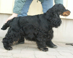 Mascot