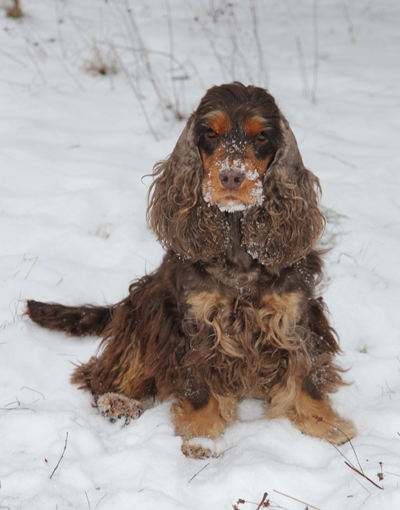 Fideli i snön